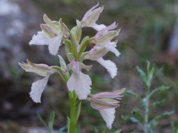 Anacamptis_papilionacea_Kolymbia